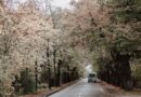 Imagem de capa de van no meio de uma estrada